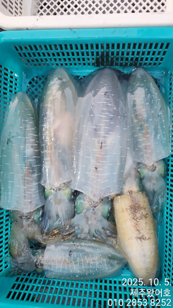 제주왔어호_사진_20251005_6.jpg