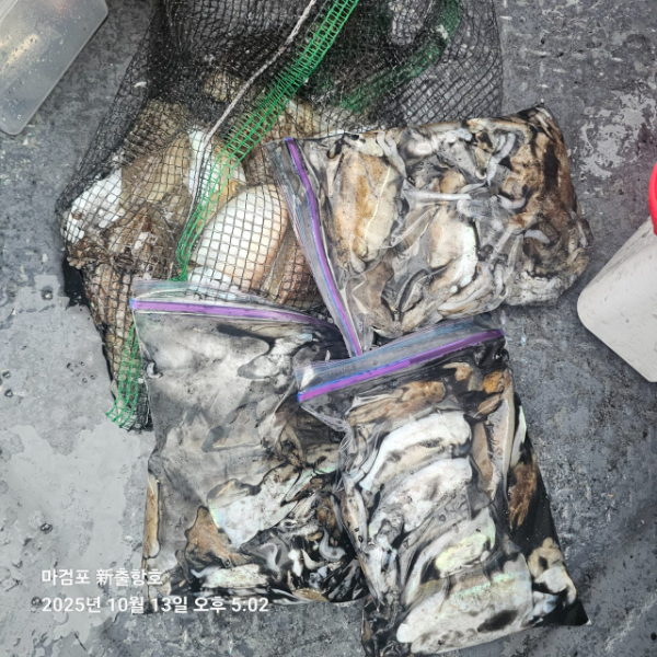 ꫛꫀꪝ✧‧˚ 태안 마검포 新출항호 .• _˚☀₊_사진_20251013_11.jpg