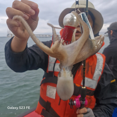 인천쭈꾸미낚시 (14).jpg