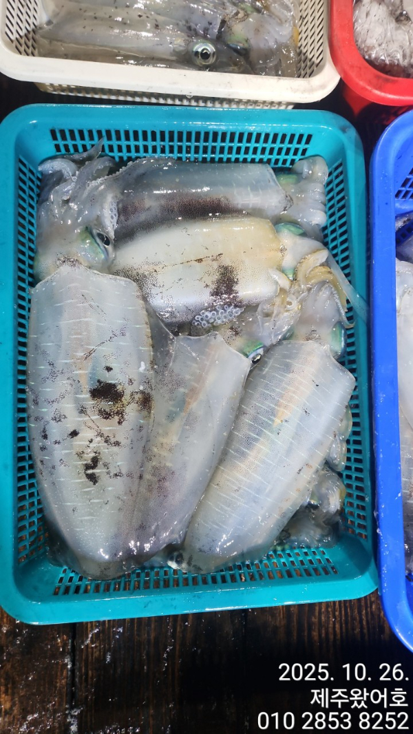 제주왔어호_사진_20251027_5.jpg