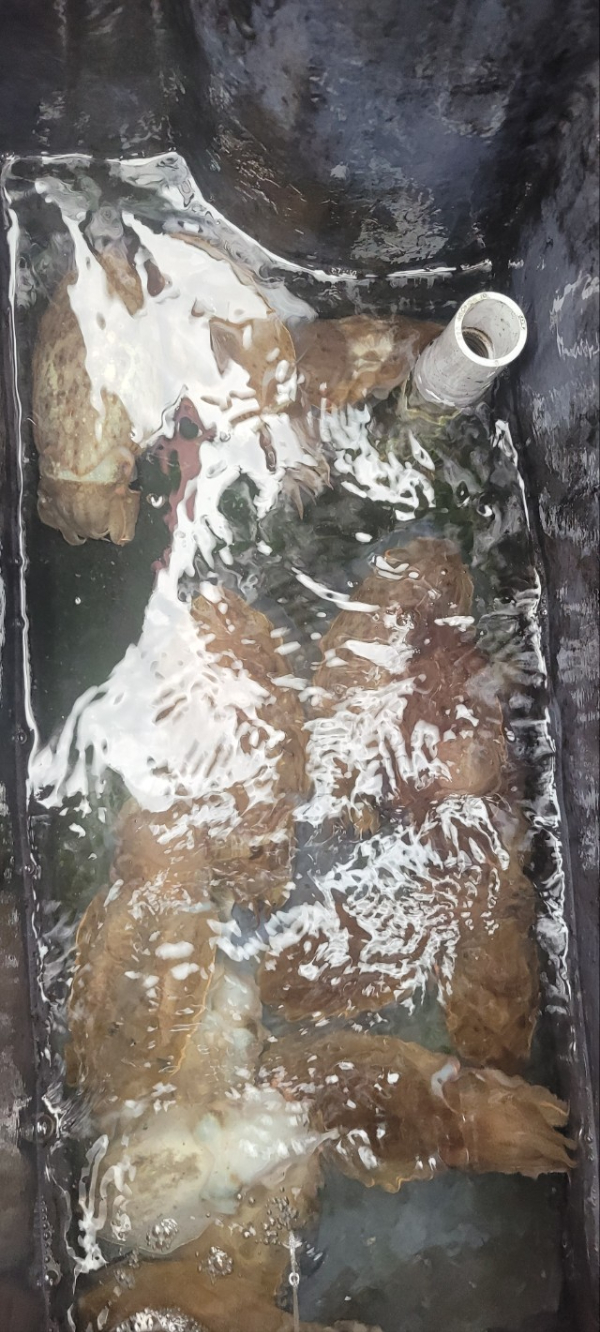 예지퀸호 농어외수질&어초낚시 경기인천권_사진_20251026_7.jpg