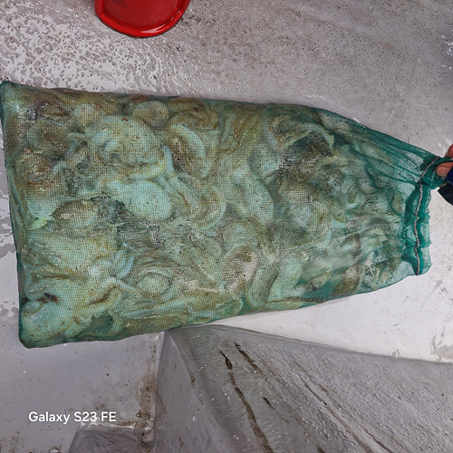 인천쭈꾸미낚시 (12).jpg