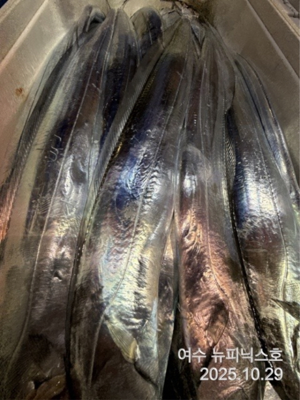 20910월29일갈치 (6).jpg