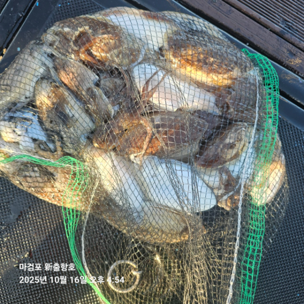 ꫛꫀꪝ✧‧˚ 태안 마검포 新출항호 .• _˚☀₊_사진_20251016_8.jpg