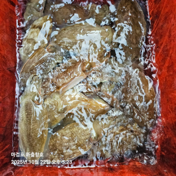 ꫛꫀꪝ✧‧˚ 태안 마검포 新출항호 .• _˚☀₊_사진_20251022_9.jpg