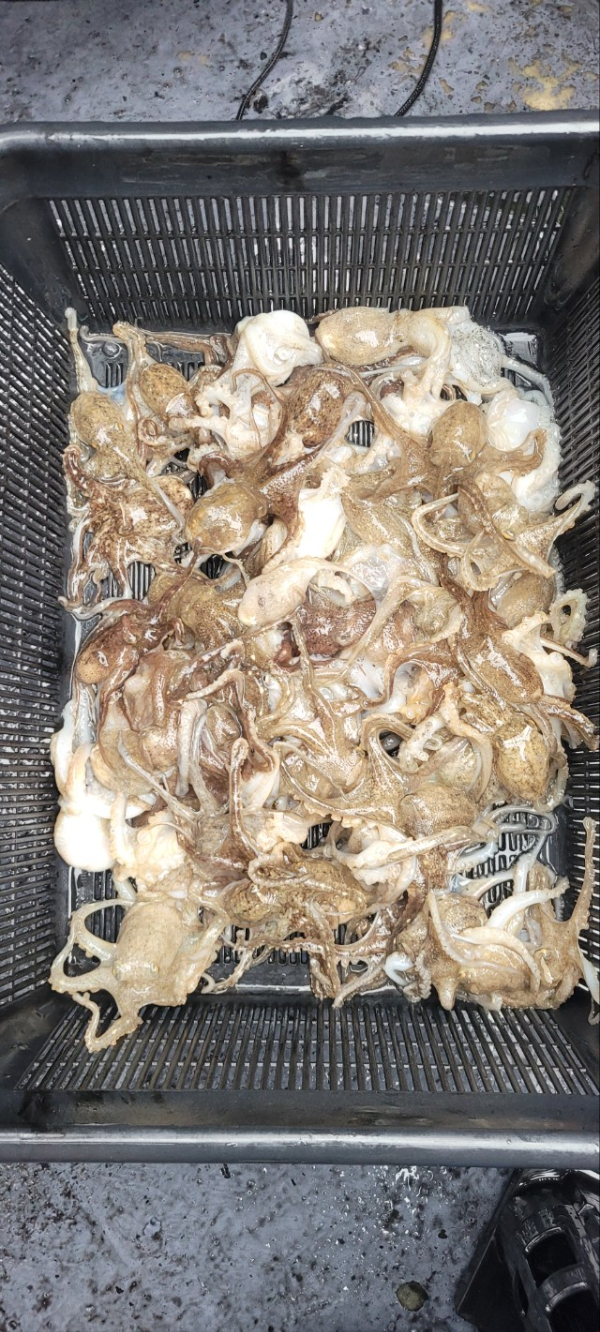 예지퀸호 농어외수질&어초낚시 경기인천권_사진_20251026_13.jpg