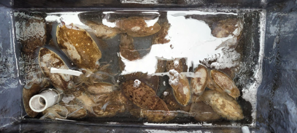 예지퀸호 농어외수질&어초낚시 경기인천권_사진_20251004_13.jpg