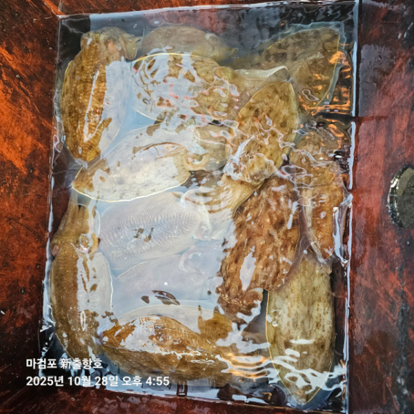 ꫛꫀꪝ✧‧˚ 태안 마검포 新출항호 .• _˚☀₊_사진_20251028_12.jpg