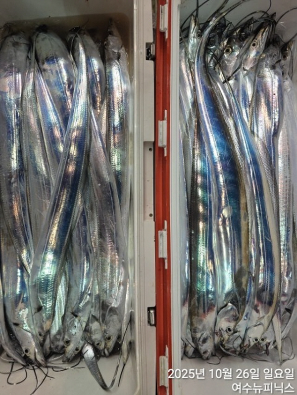 26일대갈치 (11).jpg