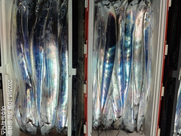 10월5일갈치 (57)-tile.jpg