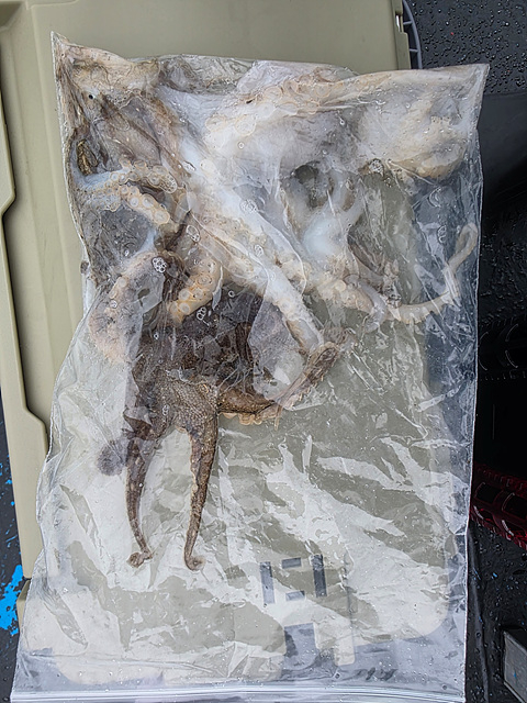 인천쭈꾸미낚시 (12).jpg