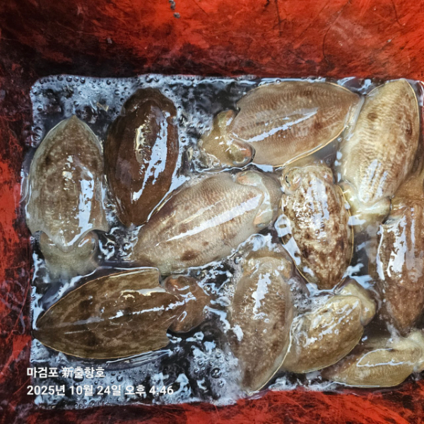 ꫛꫀꪝ✧‧˚ 태안 마검포 新출항호 .• _˚☀₊_사진_20251024_7.jpg