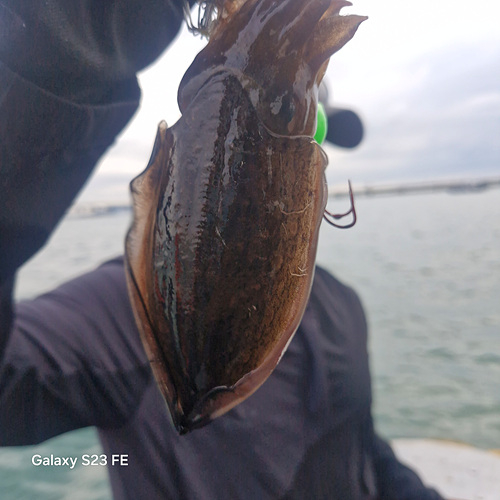 인천쭈꾸미낚시 (10).jpg