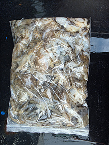 인천쭈꾸미조황 (17).jpg