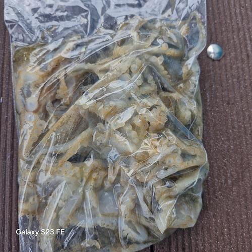 인천쭈꾸미낚시 (1).jpg