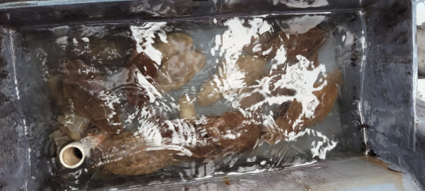 예지퀸호 농어외수질&어초낚시 경기인천권_사진_20251018_12.jpg