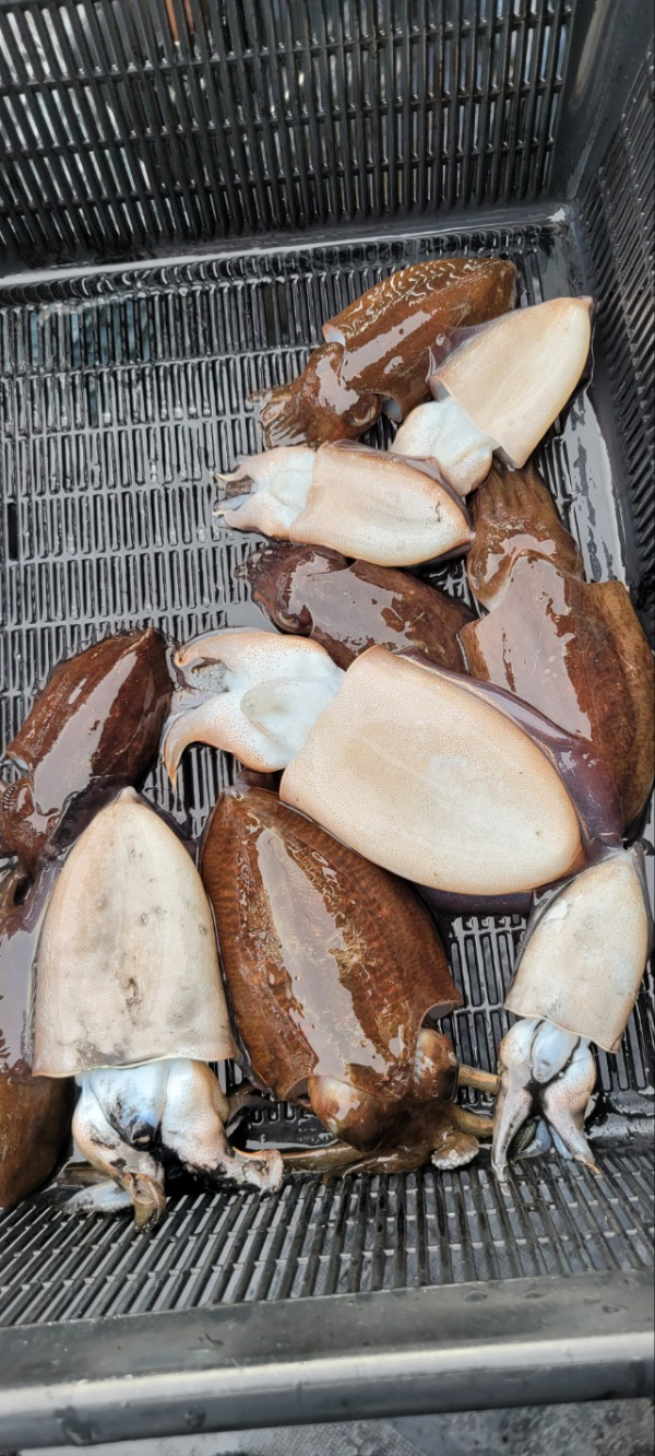 예지퀸호 농어외수질&어초낚시 경기인천권_사진_20251011_8.jpg