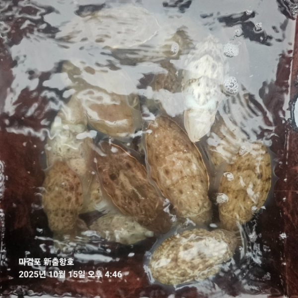 ꫛꫀꪝ✧‧˚ 태안 마검포 新출항호 .• _˚☀₊_사진_20251015_12.jpg