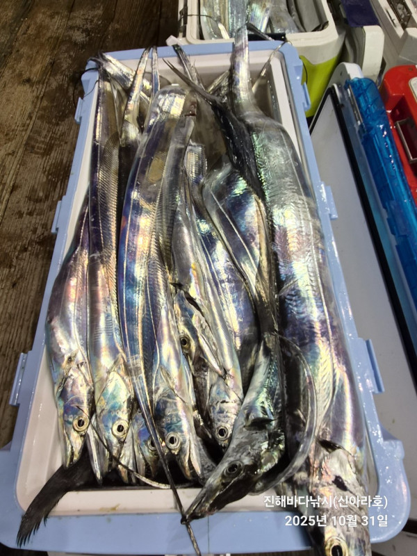 바다꾼낚시(신아라호)_사진_20251031_11.jpg