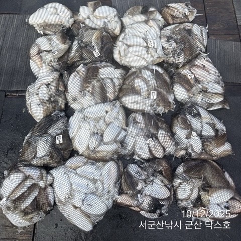 군산 선상낚시, 바다낚시 출조 전문 ☆서군산낚시☆_사진_20251012_1.jpg