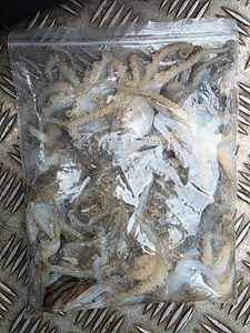 인천쭈꾸미낚시 (35).jpg