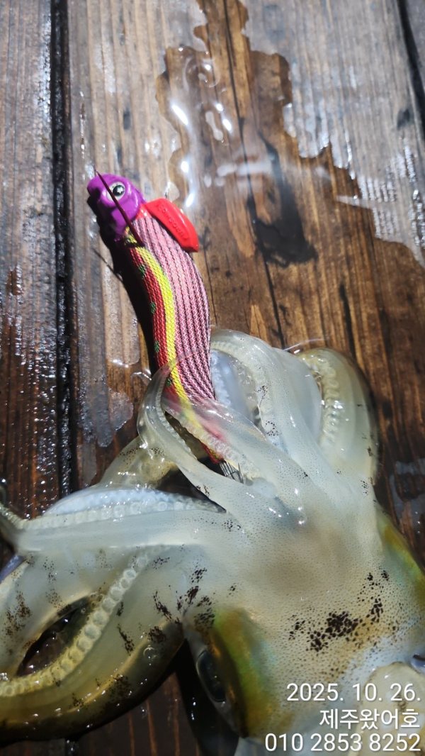 제주왔어호_사진_20251027_31.jpg