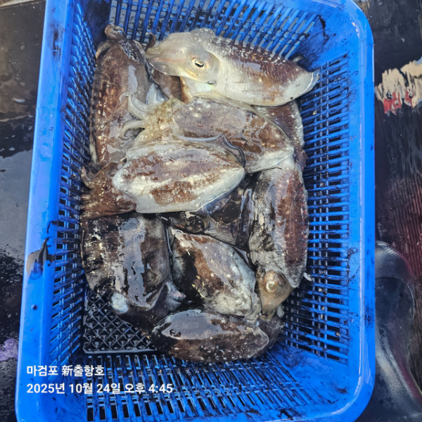 ꫛꫀꪝ✧‧˚ 태안 마검포 新출항호 .• _˚☀₊_사진_20251024_4.jpg