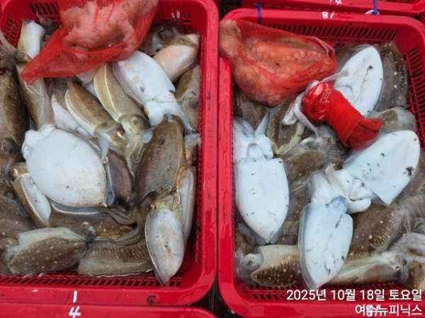 10월18일갑오징어 (2).jpg