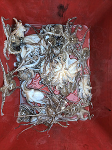 인천쭈꾸미낚시 (19).jpg