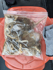 인천쭈꾸미낚시 (2).jpg