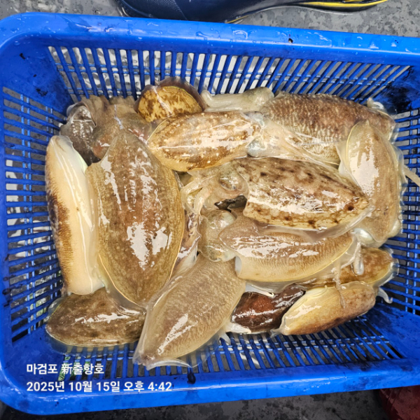 ꫛꫀꪝ✧‧˚ 태안 마검포 新출항호 .• _˚☀₊_사진_20251015_8.jpg