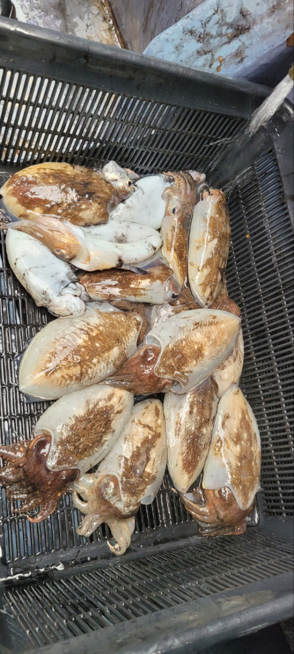 예지퀸호 농어외수질&어초낚시 경기인천권_사진_20251011_9.jpg