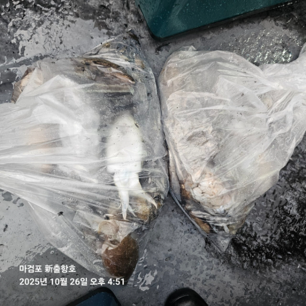 ꫛꫀꪝ✧‧˚ 태안 마검포 新출항호 .• _˚☀₊_사진_20251026_7.jpg