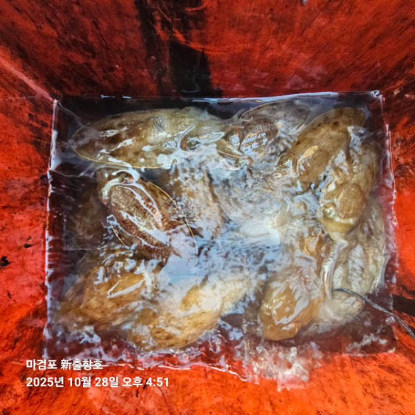 ꫛꫀꪝ✧‧˚ 태안 마검포 新출항호 .• _˚☀₊_사진_20251028_9.jpg