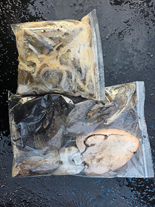 인천쭈꾸미조황 (2).jpg