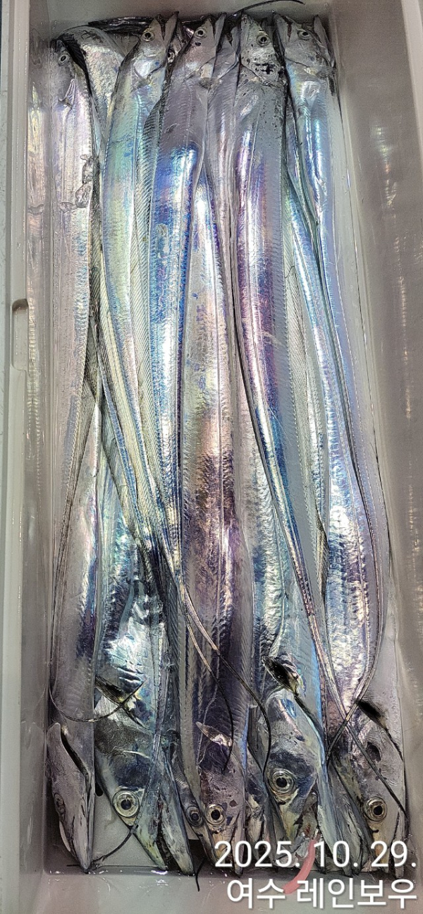 ♡여수레인보우♡갈치_열기_한치_갑오징어__사진_20251029_16.jpg