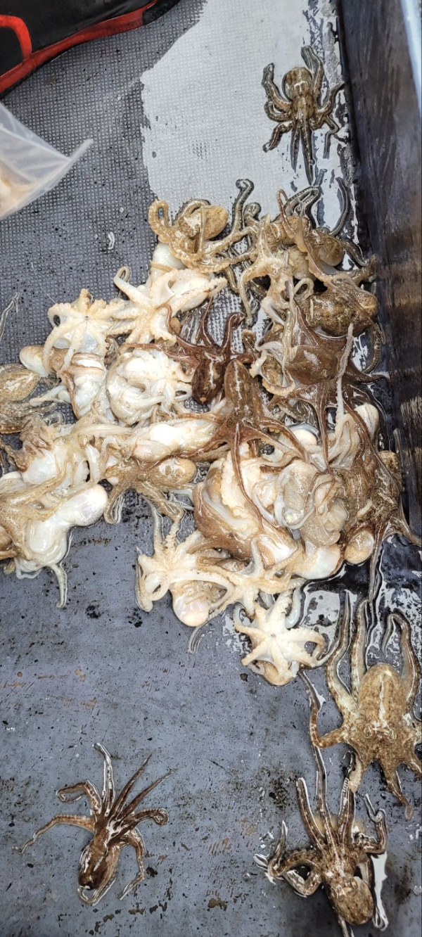 예지퀸호 농어외수질&어초낚시 경기인천권_사진_20251016_6.jpg