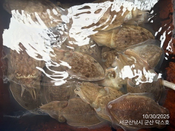 군산 선상낚시, 바다낚시 출조 전문 ☆서군산낚시☆_사진_20251030_7.jpg