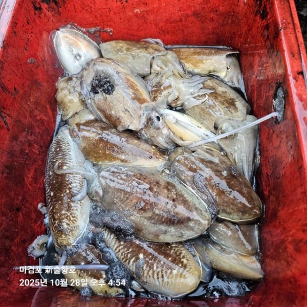 ꫛꫀꪝ✧‧˚ 태안 마검포 新출항호 .• _˚☀₊_사진_20251028_11.jpg