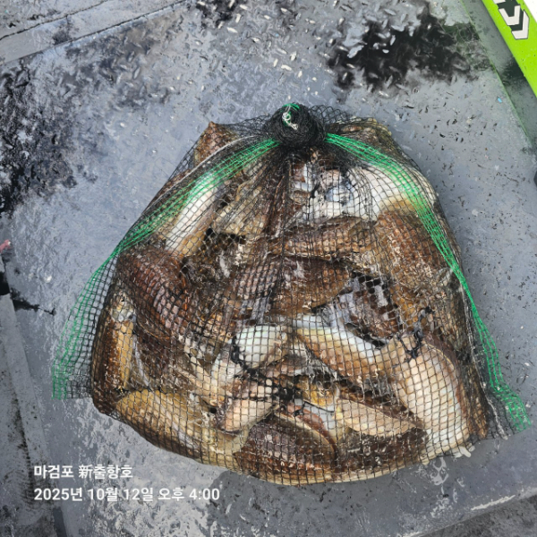 ꫛꫀꪝ✧‧˚ 태안 마검포 新출항호 .• _˚☀₊_사진_20251013_1.jpg