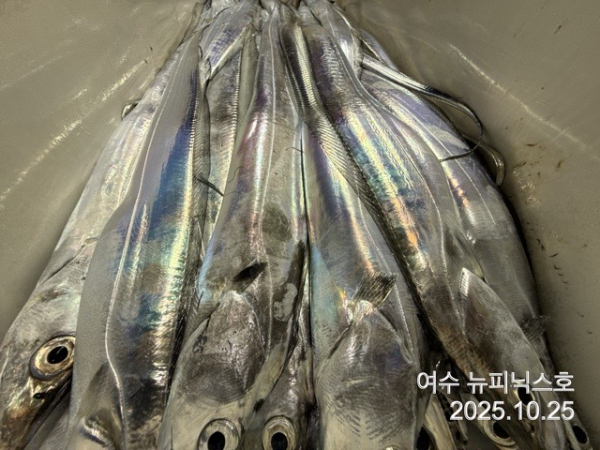 10월25일갈치 (6).jpg