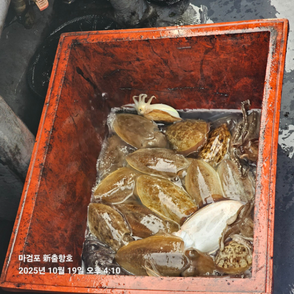 ꫛꫀꪝ✧‧˚ 태안 마검포 新출항호 .• _˚☀₊_사진_20251019_15.jpg