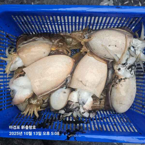 ꫛꫀꪝ✧‧˚ 태안 마검포 新출항호 .• _˚☀₊_사진_20251013_18.jpg