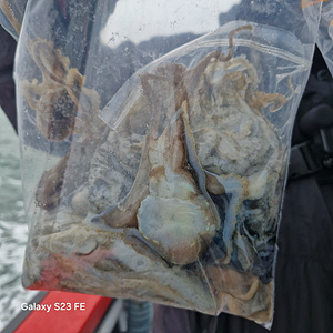 인천쭈꾸미낚시 (9).jpg