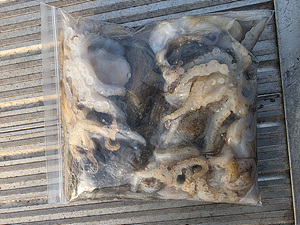 인천쭈꾸미조황 (14).jpg