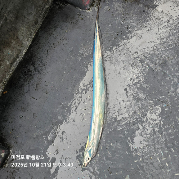 ꫛꫀꪝ✧‧˚ 태안 마검포 新출항호 .• _˚☀₊_사진_20251021_12.jpg