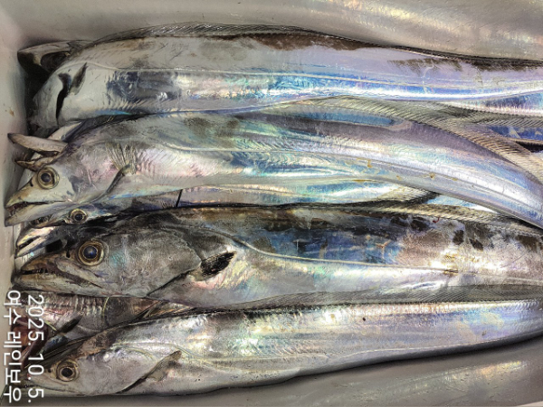 ♡여수레인보우♡갈치_열기_한치_갑오징어__사진_20251005_2.jpg