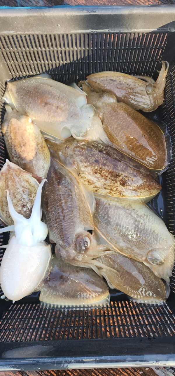 예지퀸호 농어외수질&어초낚시 경기인천권_사진_20251029_5.jpg