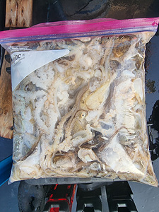 인천쭈꾸미낚시 (34).jpg