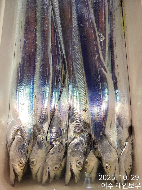 ♡여수레인보우♡갈치_열기_한치_갑오징어__사진_20251029_13.jpg